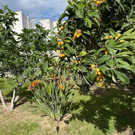 Anire * Ταράντο