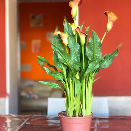 Anire Casa de Férias